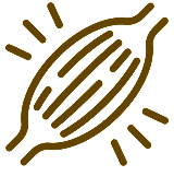 Scientific illustration of mTOR pathway activation requiring 30g protein for optimal muscle growth