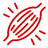 Scientific illustration of mTOR pathway activation requiring 30g protein for optimal muscle growth